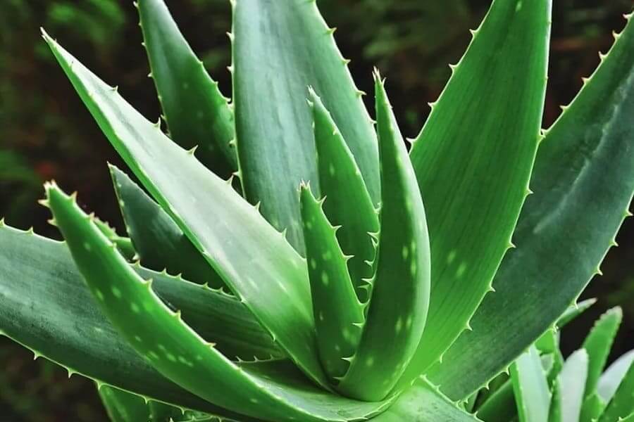 Aloe Vera a výhody na naše zdraví