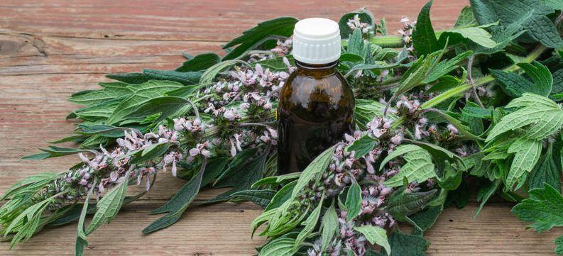 Léčivé bylinky pro ženy